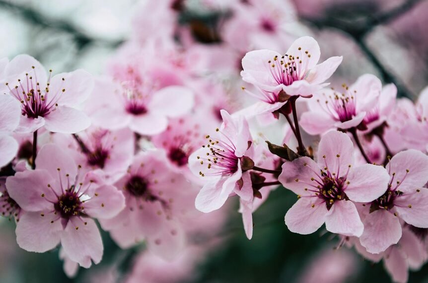 website growth search authority